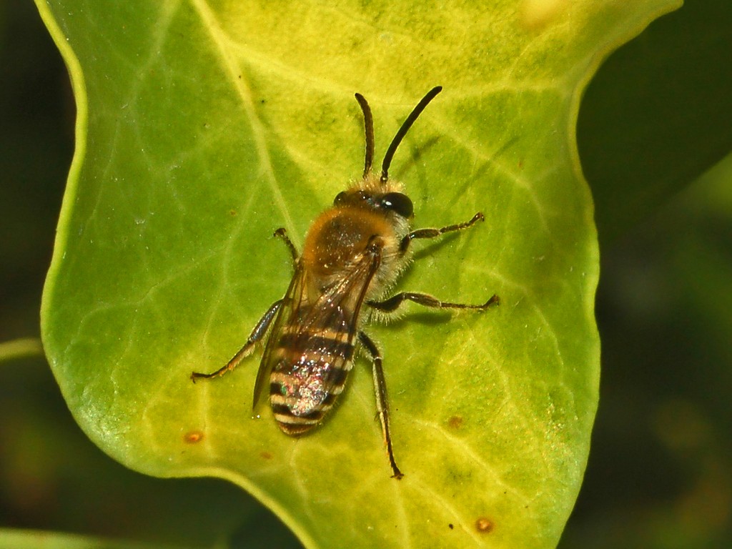Colletes hederae M (Apidae Colletinae)